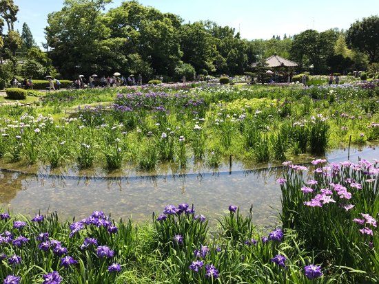 Shirokita Shobu Garden